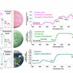 Habitable Worlds Observatory Living Worlds Working Group: Surface Biosignatures on Potentially Habitable Exoplanets