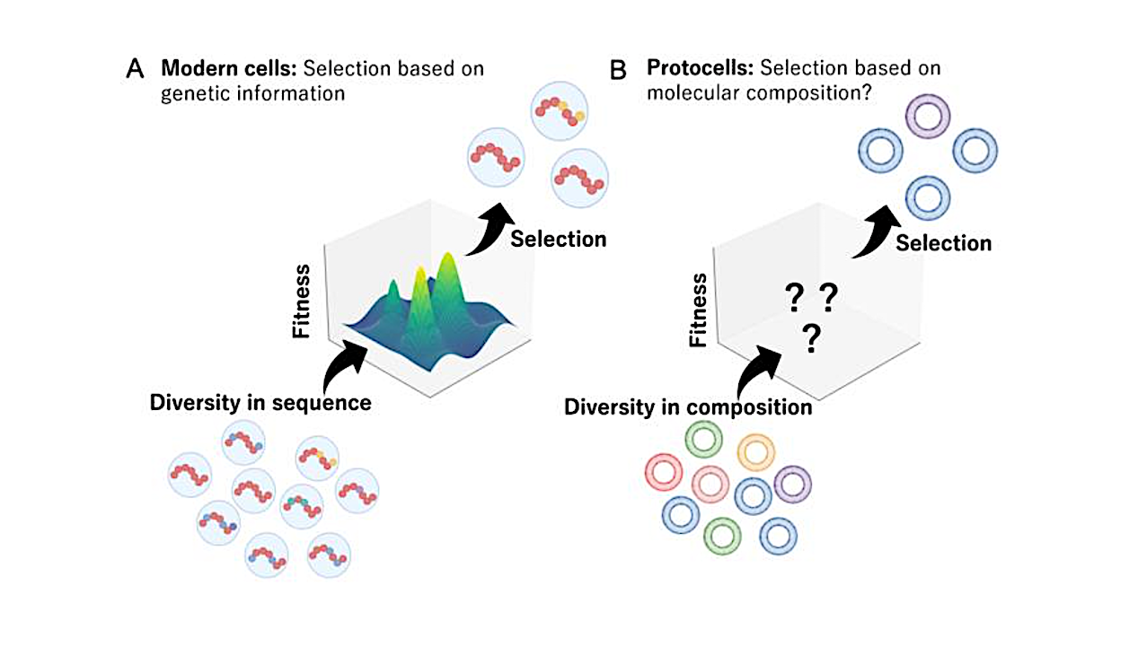 How Early Cell Membranes May Have Shaped The Origins Of Life