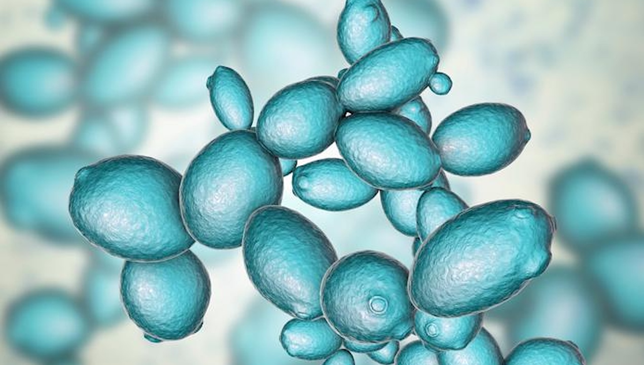 How To Build A Genome – Troubleshooting Manual For Synthetic Life Published