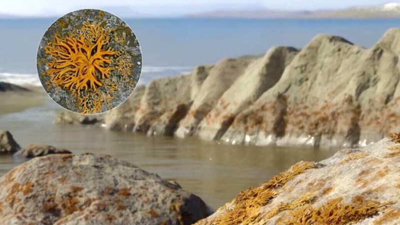 Lichen Paved The Way For Plants And Animals To Thrive On Earth
