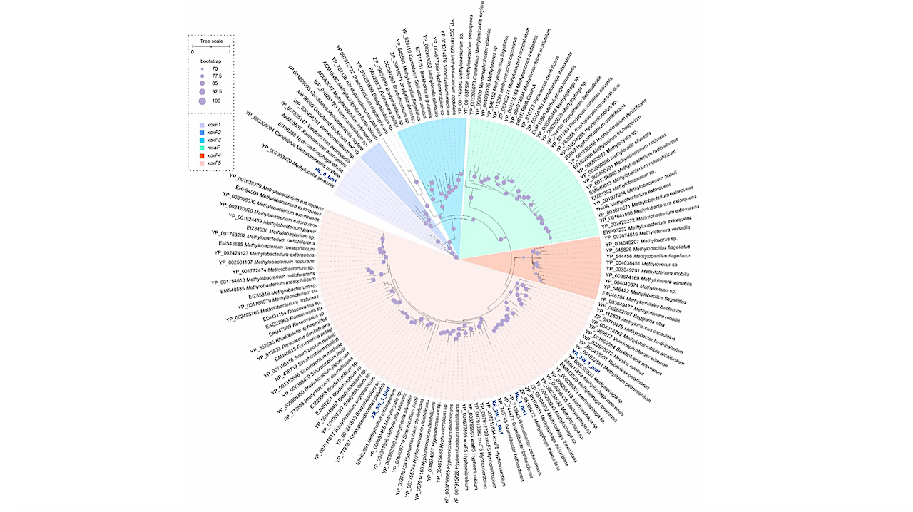 Microbial Diversity and Metabolic Adaptations in Mars‐Analog Lava Tubes