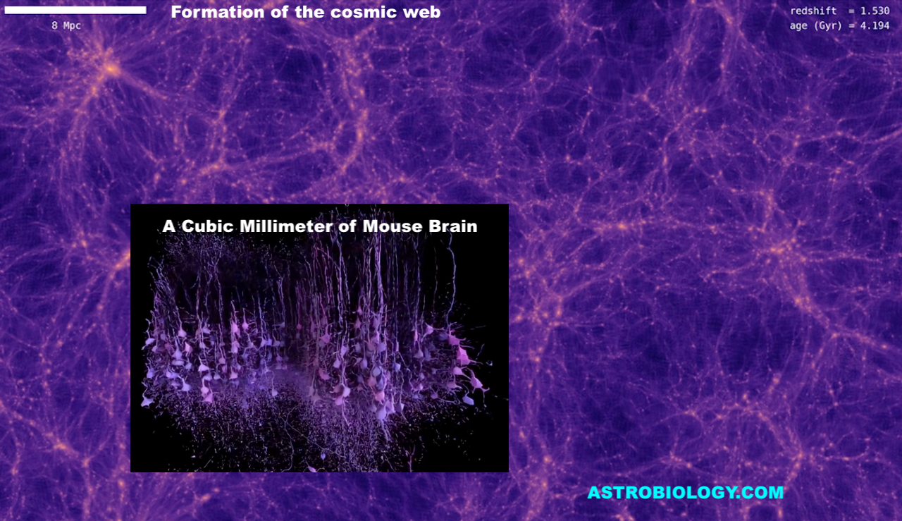 Naturally Occurring Network Structures At Vastly Different Scales