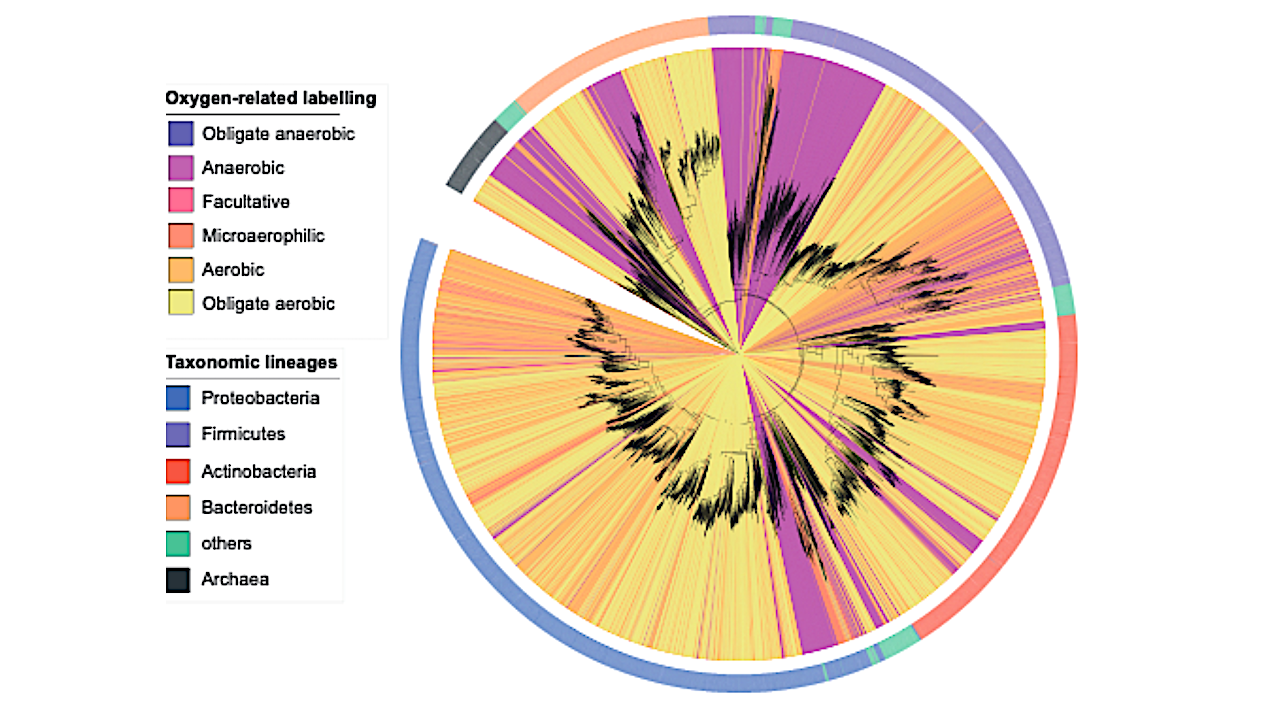 Noncanonical Genetic Markers Resolve The Pre-GOE Emergence Of Aerobic Bacteria In Earth’s History