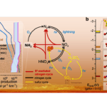 Photoactive Elemental Sulfur Allotropes Promote Extensive Ammonia Synthesis In Venus-like Atmosphere