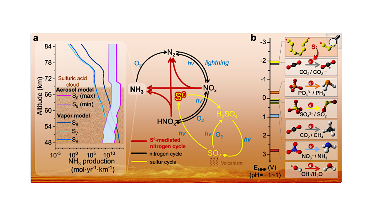 Photoactive Elemental Sulfur Allotropes Promote Extensive Ammonia Synthesis In Venus-like Atmosphere