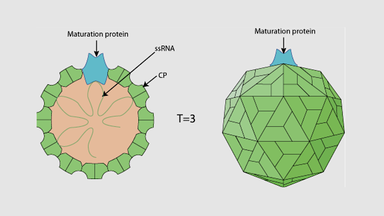 Regolith as a Refuge: Differential Survival of Bacteriophage Qβ in Mars-Analog Environments
