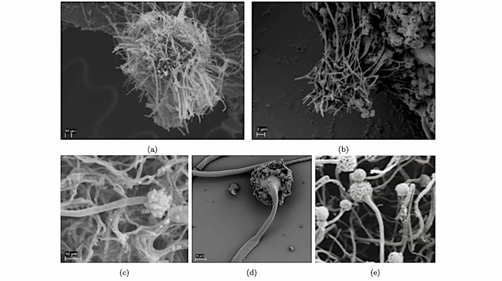 Self-assembled Versus Biological Pattern Formation In Geology
