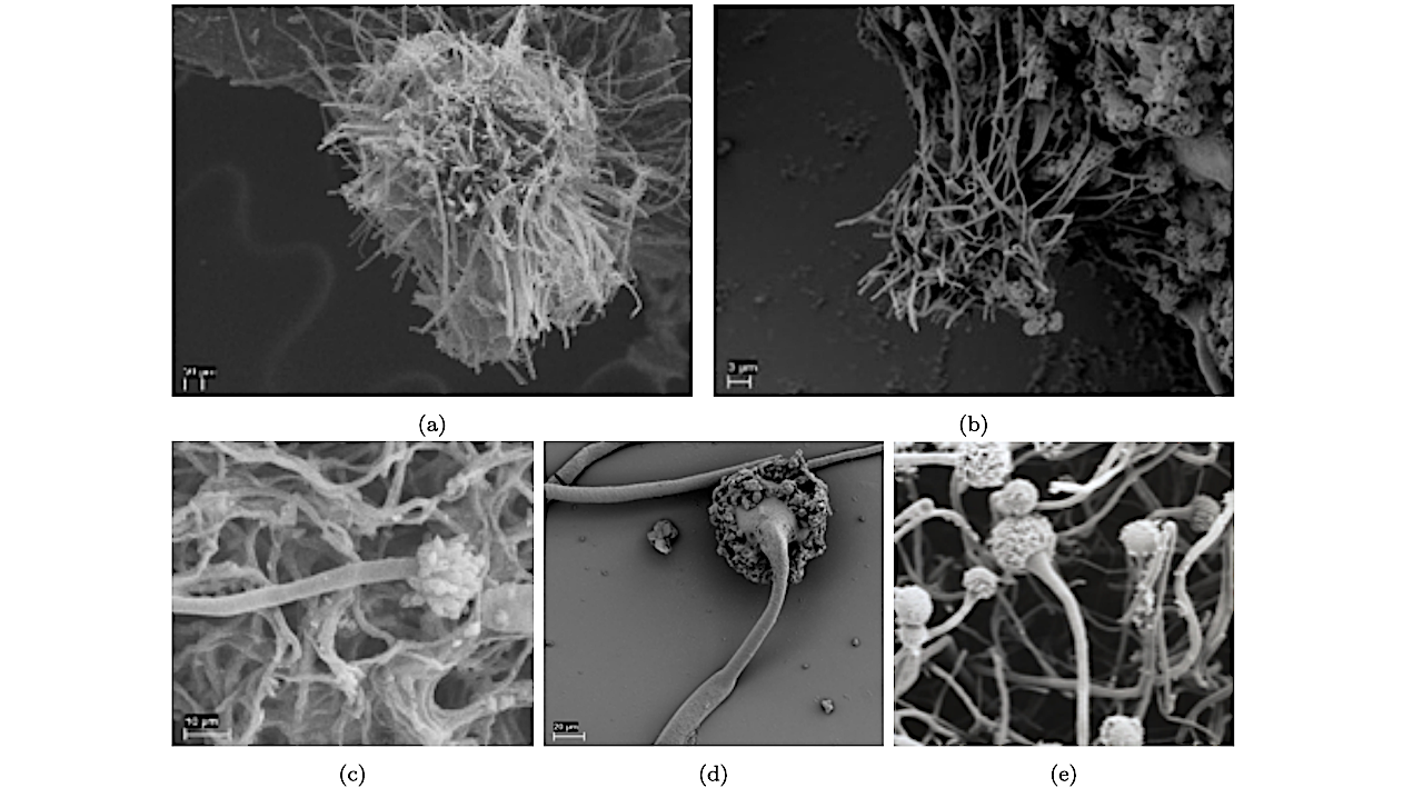 Self-assembled Versus Biological Pattern Formation In Geology