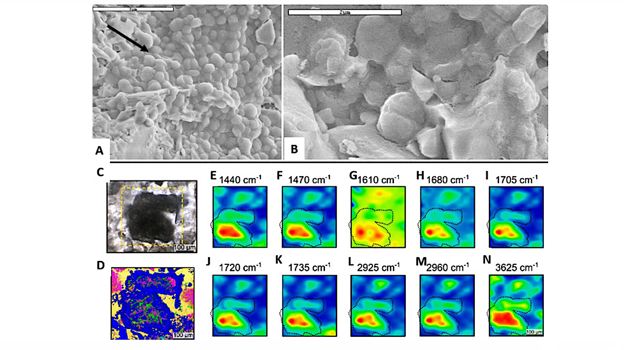 What The Earliest Evidence For Life Tells Us About The Early Evolution Of The Biosphere