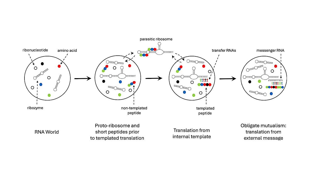 A Parasitic Origin For The Ribosome?