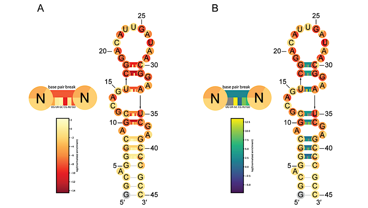A Small Polymerase Ribozyme That Can Synthesize Itself And Its Complementary Strand