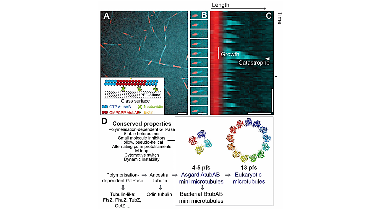 Asgard Archaeal Origin Of Microtubules