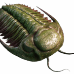 Biosignatures: Detection Of A Biopolymer In 500 Million Year Old Trilobite Fossils