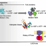 Emergence Of A Potentially Ancestral ATP-synthesizing Activity Under Prebiotic Amino Acid Constraints