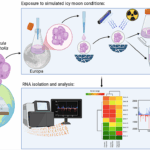 Exploring The Habitability Of The Outer Solar System Icy Moons For The Extremotolerant Yeast Rhodotorula frigidalcoholis