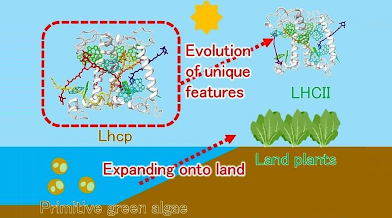 From Sea To Soil: Molecular Changes Suggest How Algae Evolved Into Plants