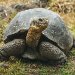 NASA Is Helping Bring Giant Tortoises Back to the Galápagos