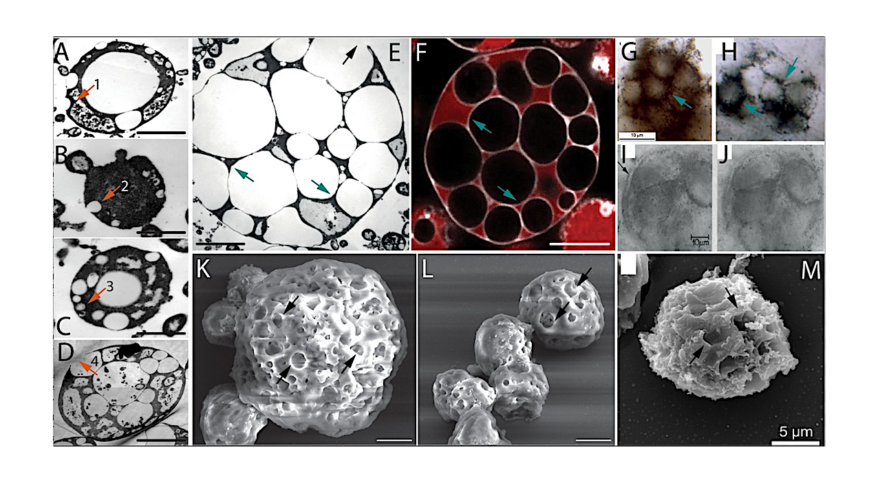 On The Nature Of The Earliest Known Lifeforms