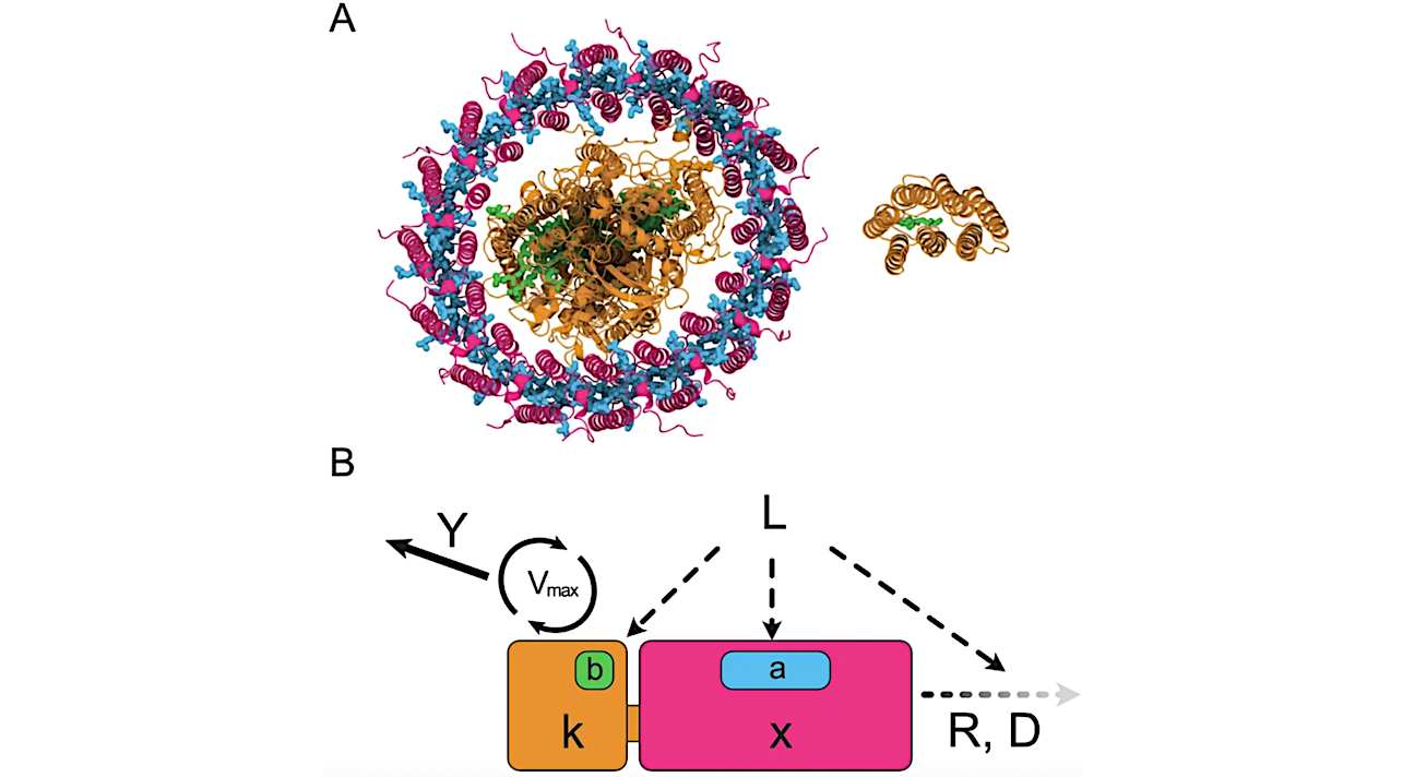 Priority Effects Inhibit The Repeated Evolution Of Phototrophy