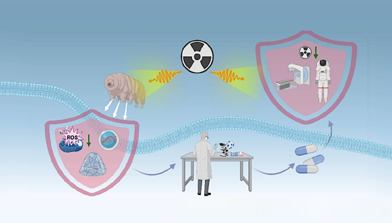 Radioprotection Redefined: Drug Discovery At The Intersection Of Tardigrade Biology And Translational Pharmacology