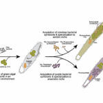 The Phylogenetic Context For The Origin Of A Unique Purple-green Photosymbiosis