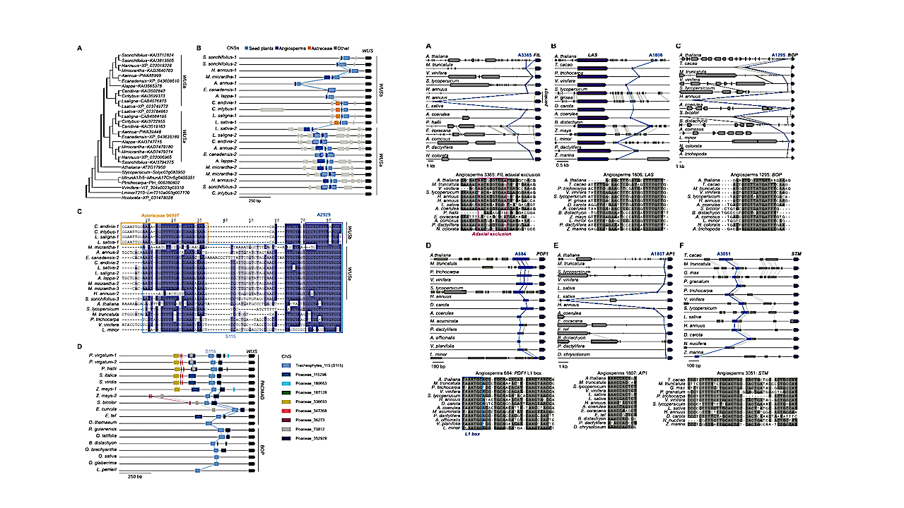 300 Million Years Of Hidden Genetic Instructions Shaping Plant Evolution Revealed