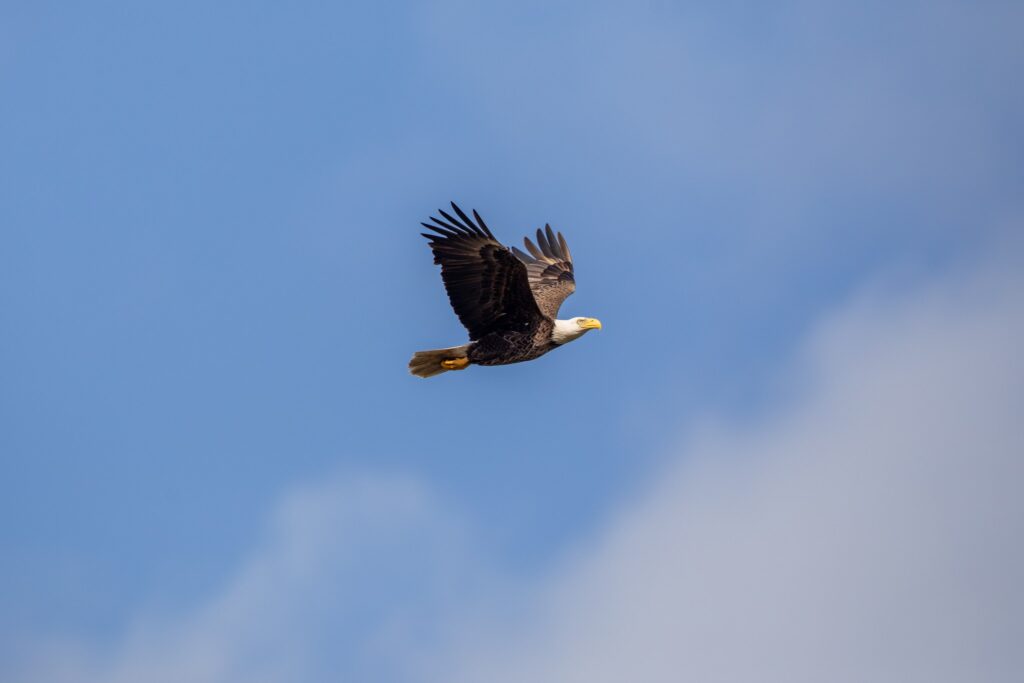American Bald Eagle at NASA’s Kennedy Space Center
