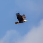 American Bald Eagle at NASA’s Kennedy Space Center