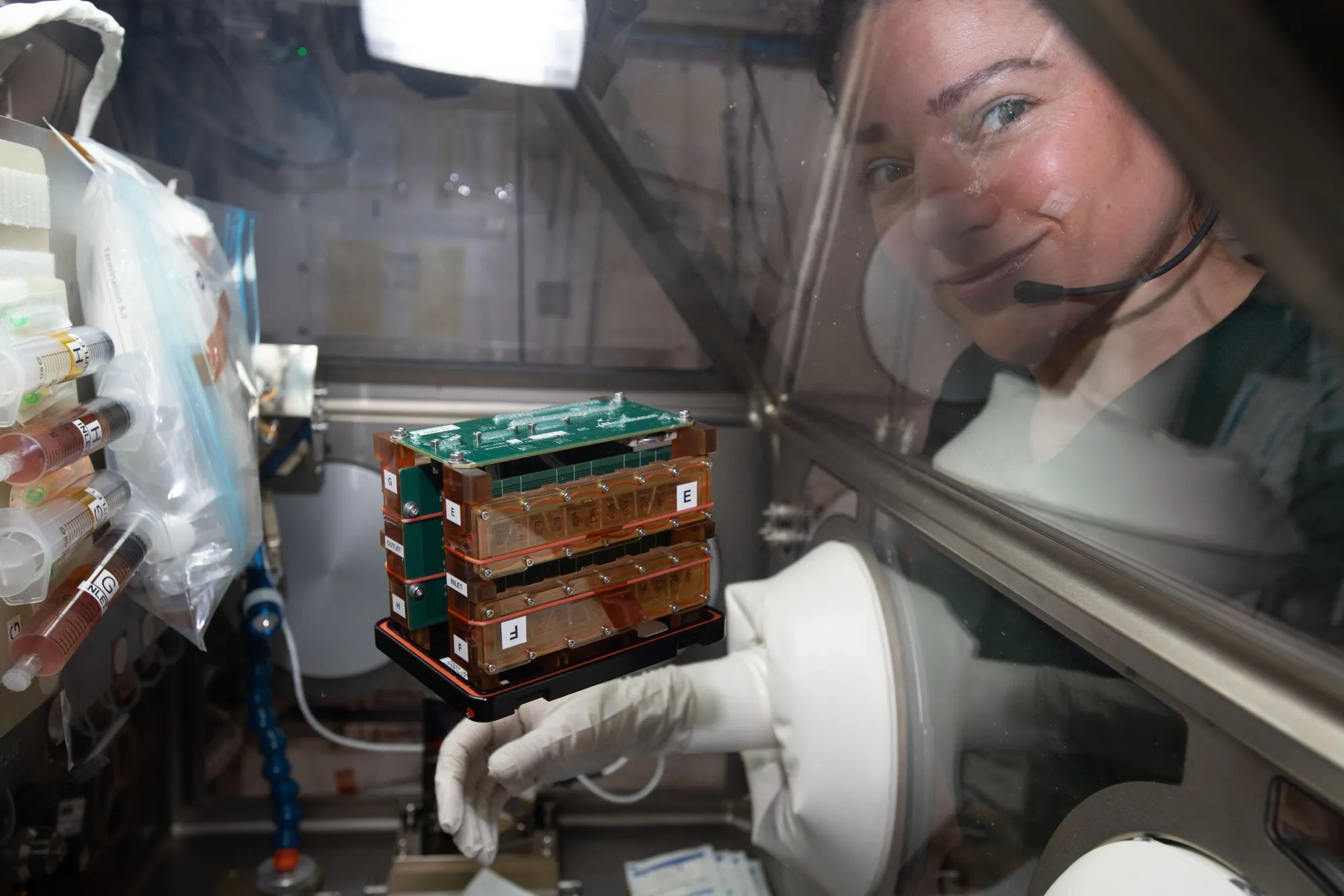 An astronaut’s tiny stand-in: tissue chips in space health