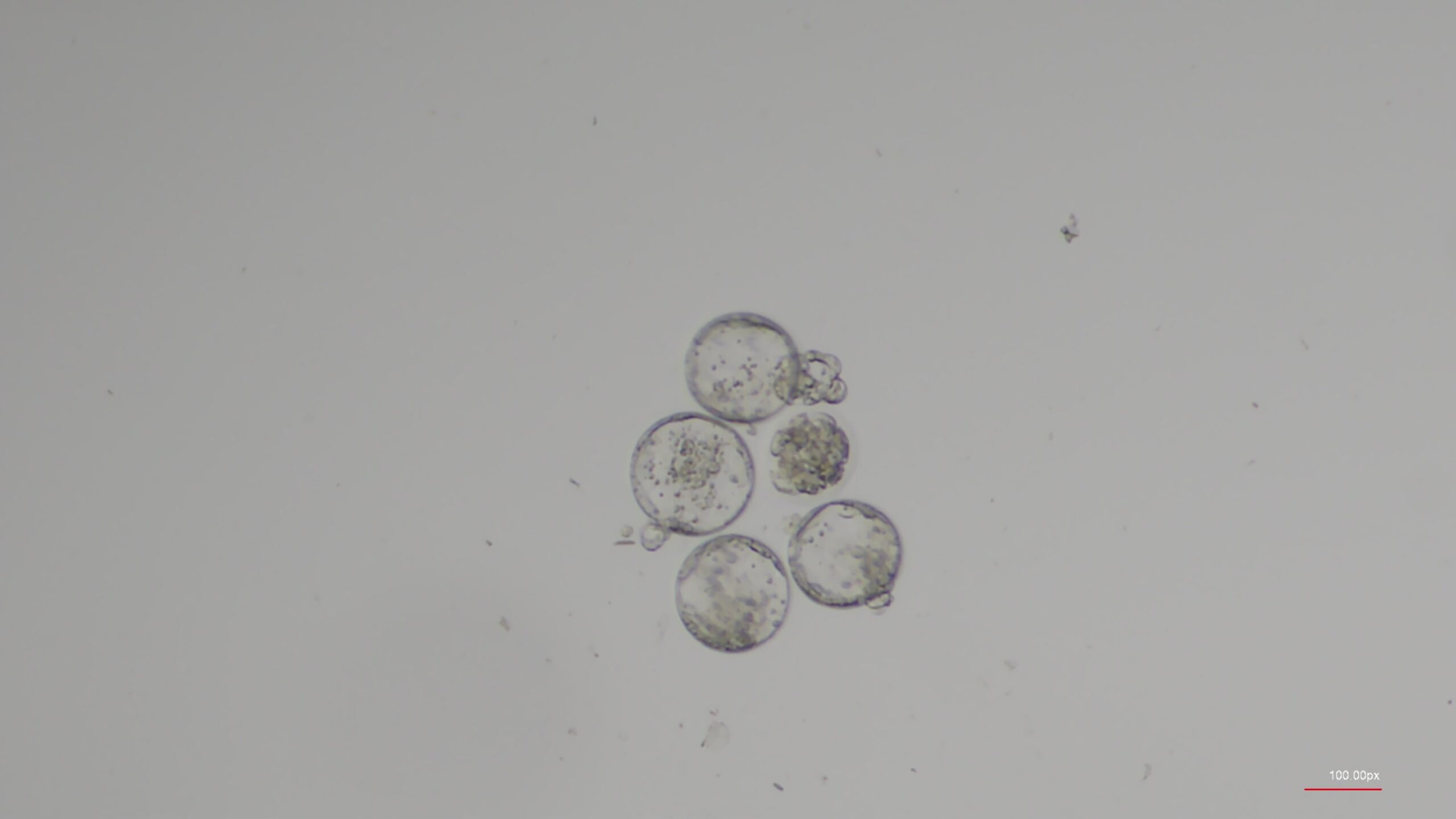 Can humans have babies in space? It may be harder than expected