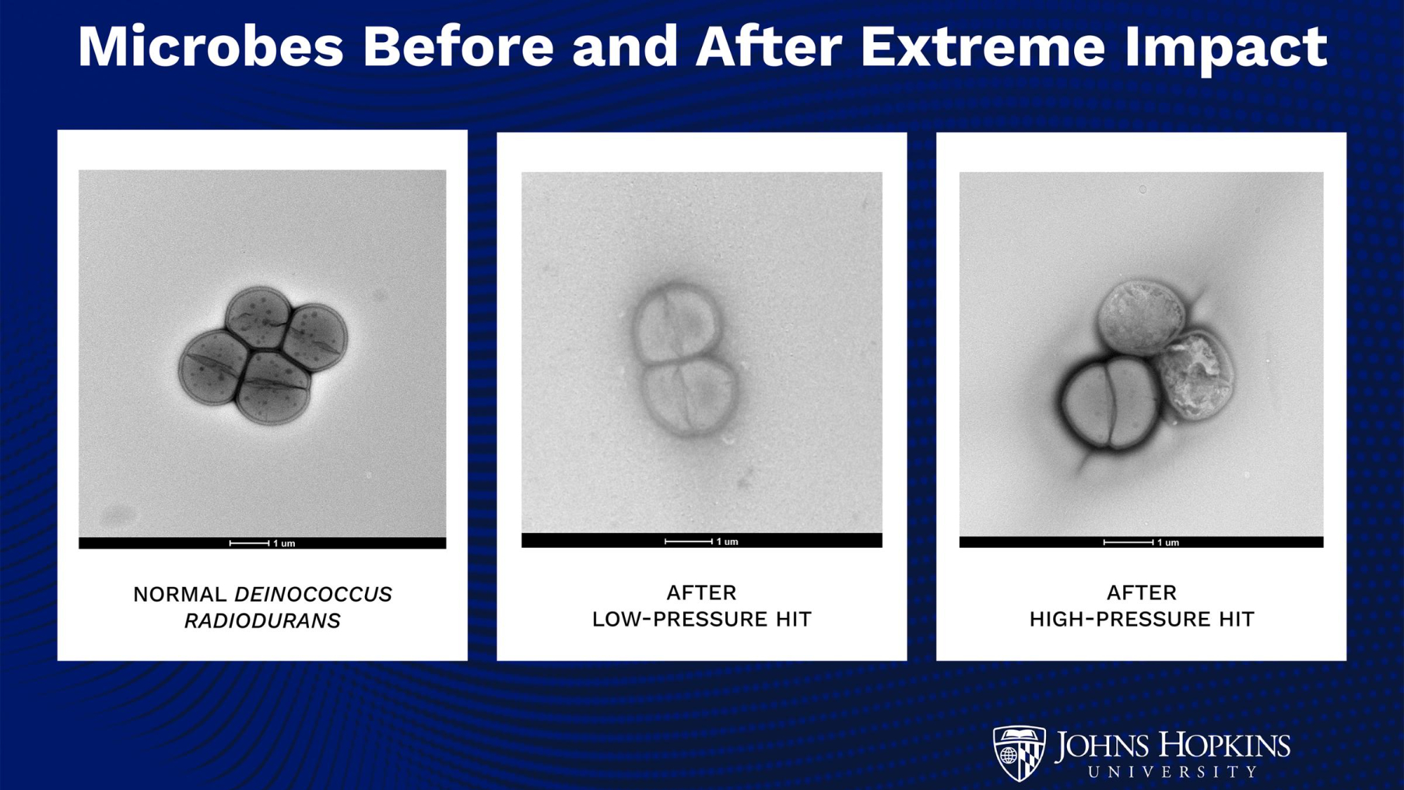 Did Earth life actually begin on Mars? Asteroid impacts could let microbes planet-hop, study suggests