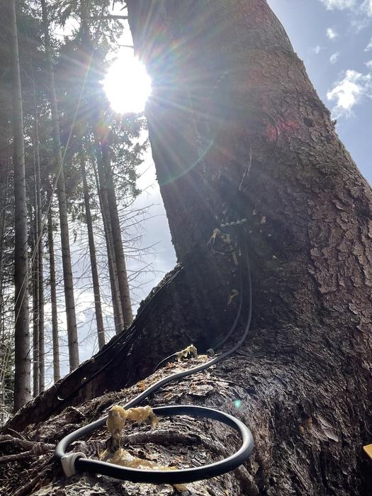 Did these spruce trees really 'predict' a solar eclipse? Scientists are split