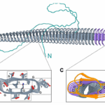 Fungal Species Discovered With The Ability To Freeze Water