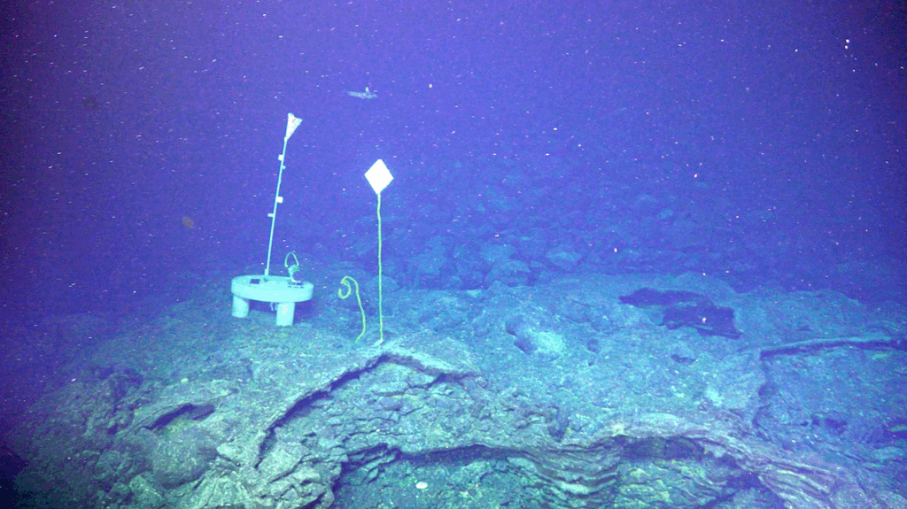 Methanothermococcus jasoni sp. nov., A Novel Thermophilic Methanogen From Subseafloor Hydrothermal Vent Fluids Of Axial Seamount, Juan de Fuca Ridge