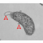 Microbes From Ambient-pressure Analogues Offer Insights Into Possible Life In Europa’s High-pressure Subsurface Ocean