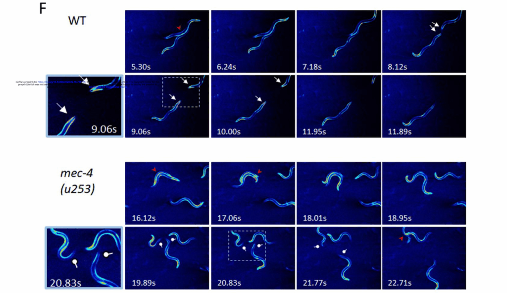 Microgravity Affects The Nervous System And Aging In C. elegans Through Reduced Tactile Stimulation