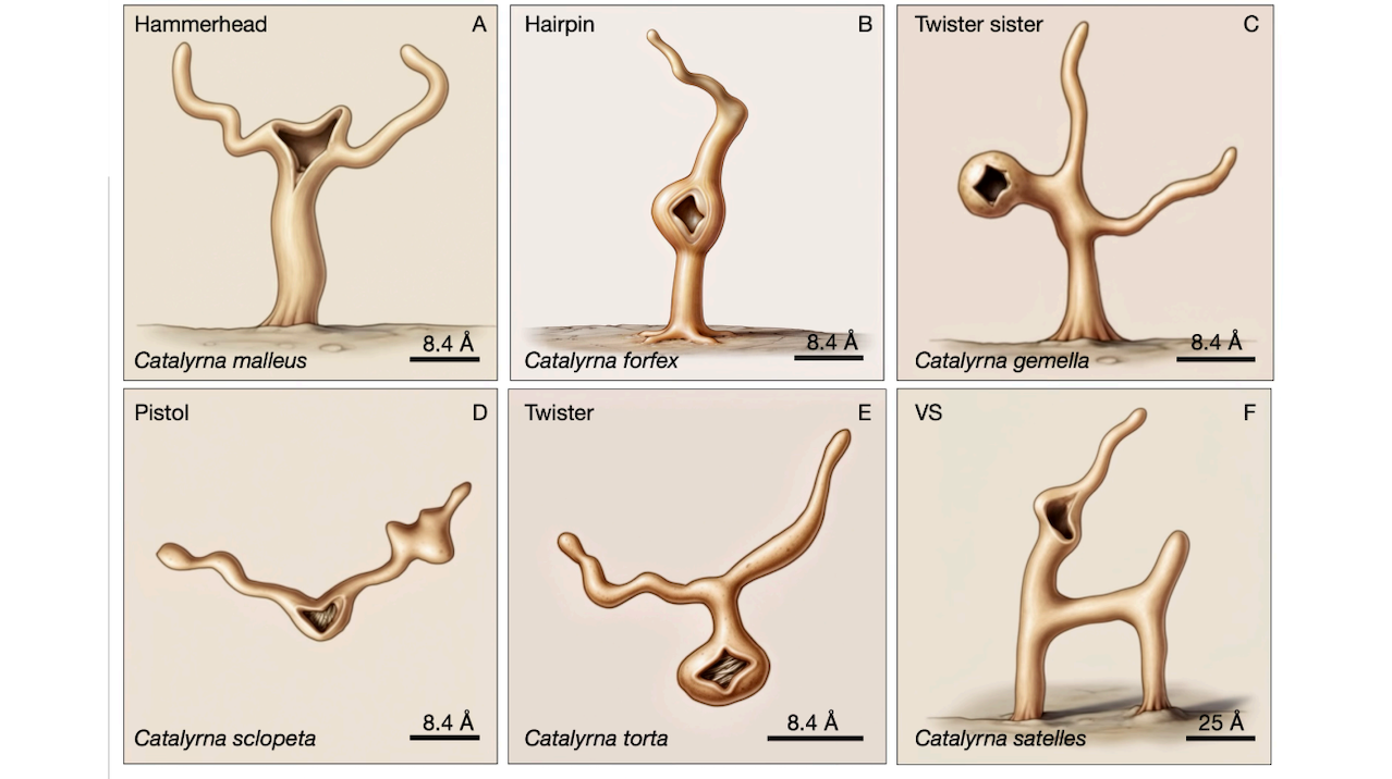 Modularity, Ecology, And Theoretical Evolution Of The Ribozyme Body Plan