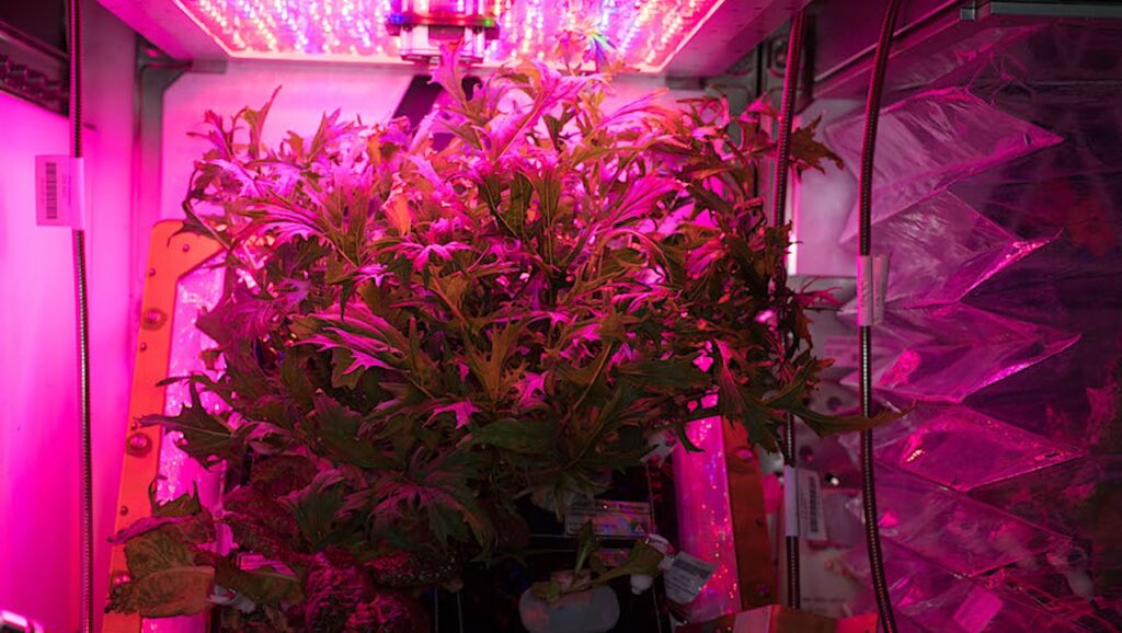 NASA Spaceline Current Awareness List #1,191 13 March 2026 (Space Life Science Research Results)