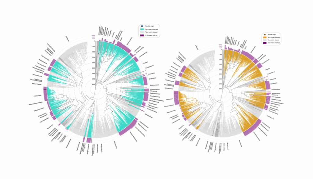 Oxygen Reductase Origin Followed The Great Oxidation Event And Terminated The Lomagundi Excursion