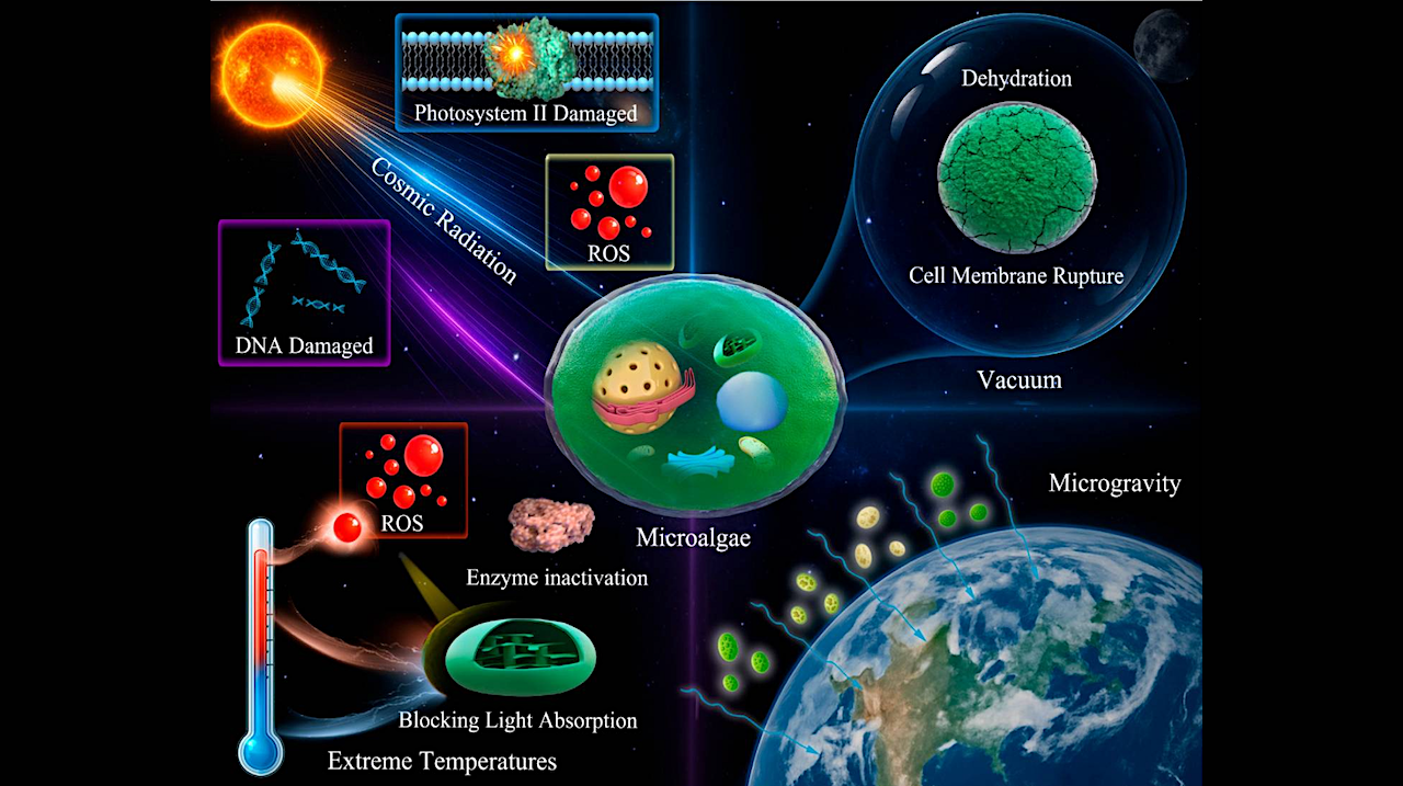 Primary Stress Factors and Adaptive Mechanisms of Microalgae in Space Environments and Their Applications in Space Life Support Systems