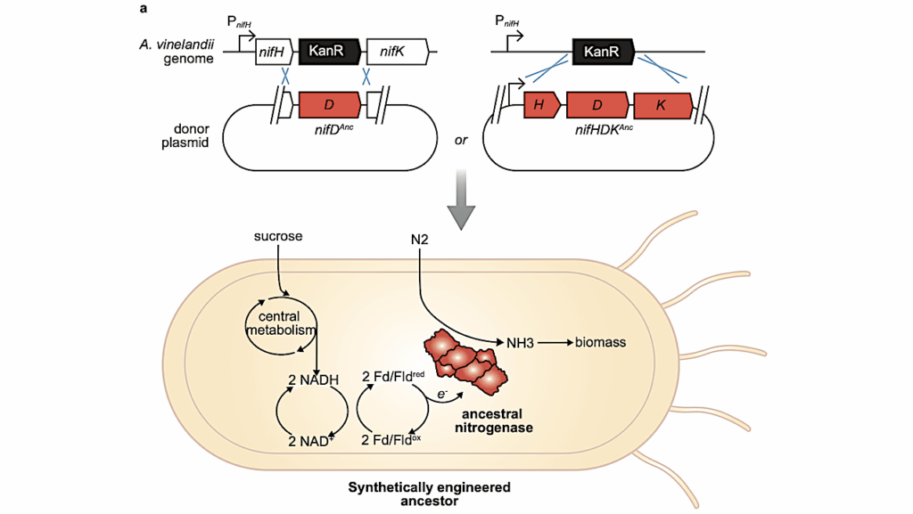 Resurrecting Ancient Enzymes in NASA’s Search For Life Beyond Earth