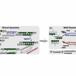 Sequence Motif Dynamics In RNA Pools
