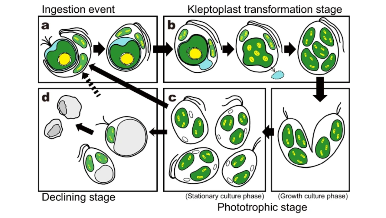 Stolen Chloroplasts Maintained By Host-made Proteins Offer Clues To Plant Cell Origins