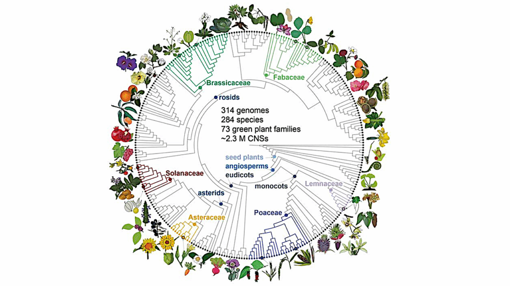 Uncovering Ancient DNA Sequences That Control Gene Function Across Plant Evolution