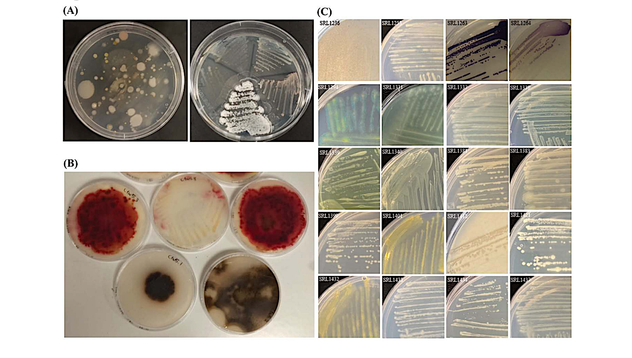 A Thousand Meters Deep: Vertical Profiling of the Subterranean Microbiome of Gourgouthakas Cave