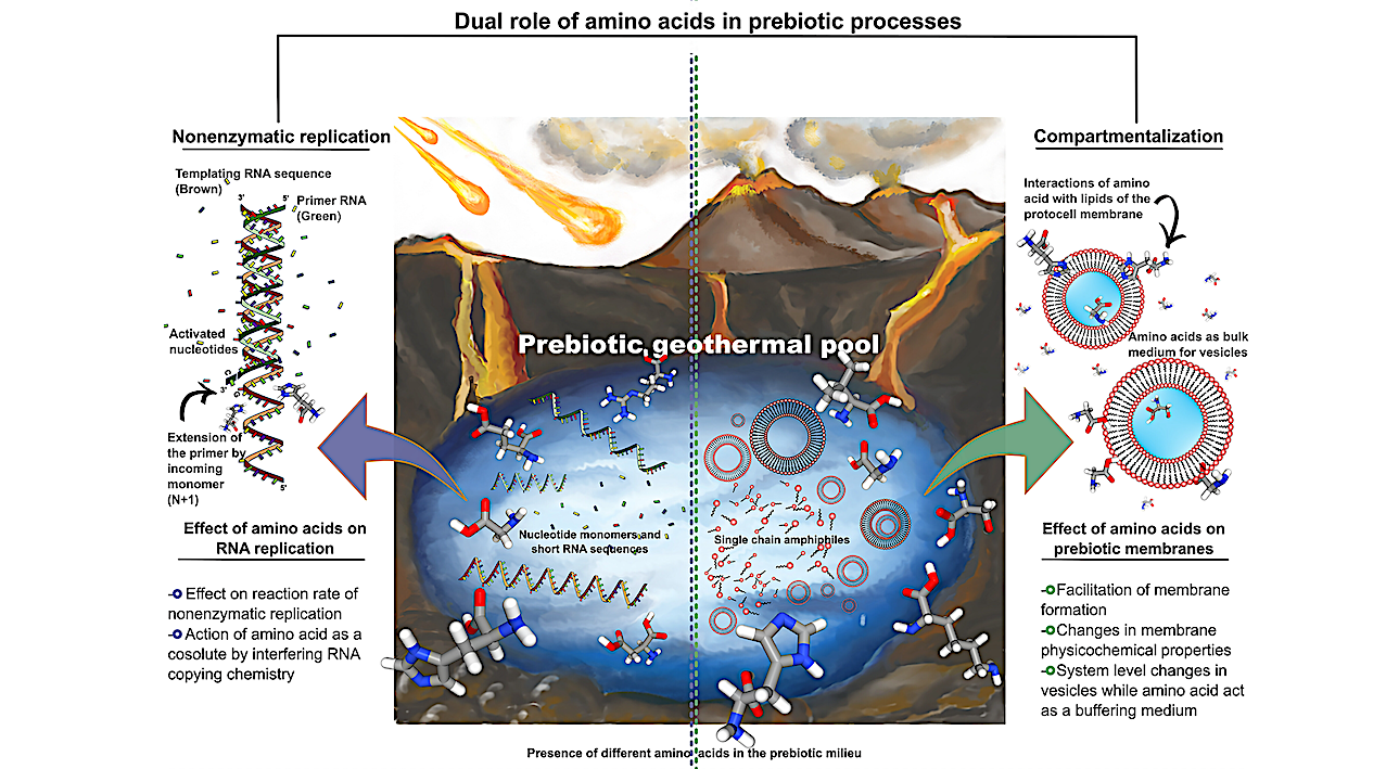 Amino Acids as Molecular Linchpins in the Fundamental Prebiotic Processes of RNA Copying and Vesicle Formation