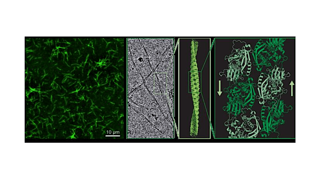 Anabaena Learns A New Trick – Cyanobacteria Surprise Scientists With Evolutionary Shift