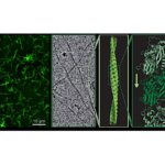 Anabaena Learns A New Trick – Cyanobacteria Surprise Scientists With Evolutionary Shift