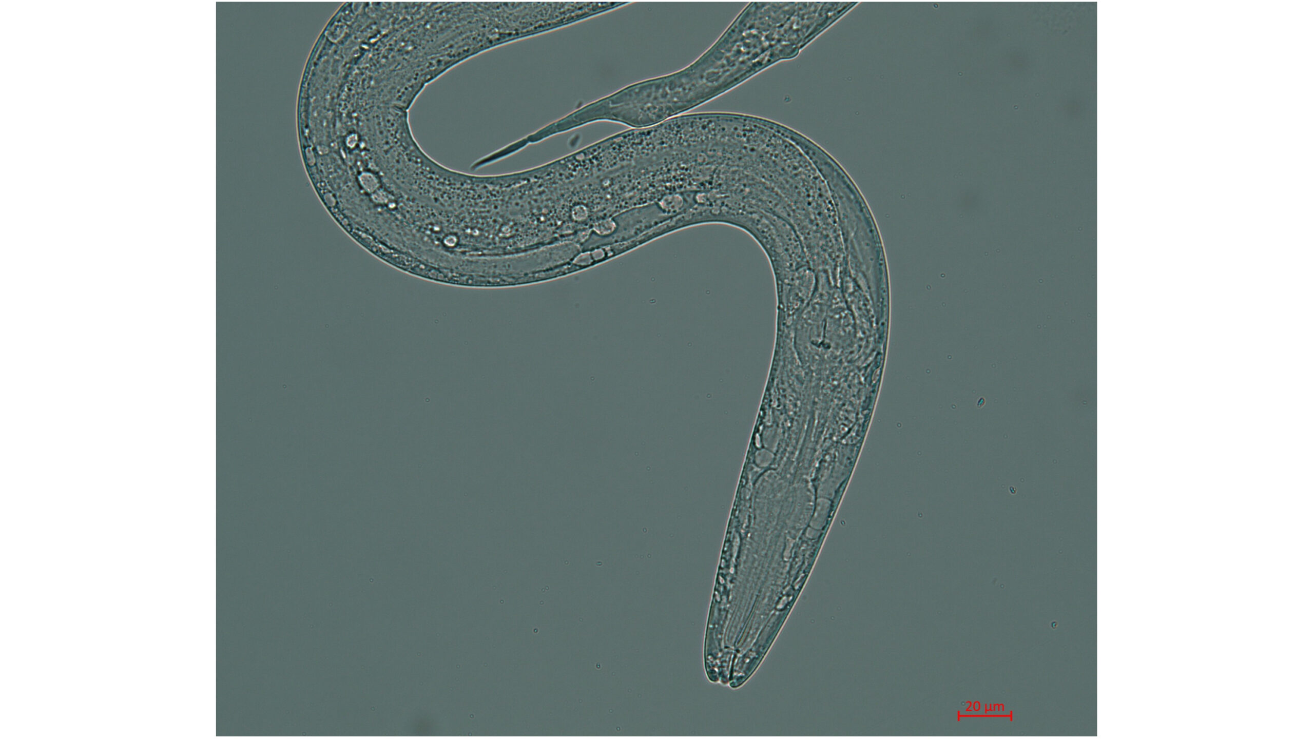 Crew of tiny worms readies for April 11 launch to International Space Station