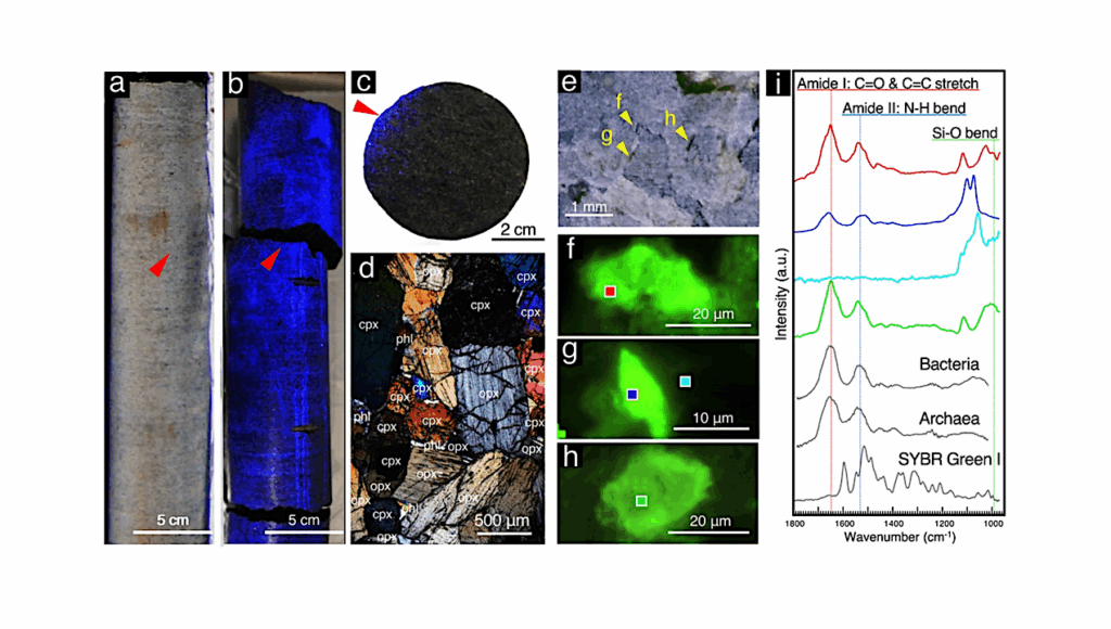 Deep Microbial Colonization in 2-Billion-Year-Old Ultramafic Rock from the Bushveld Complex